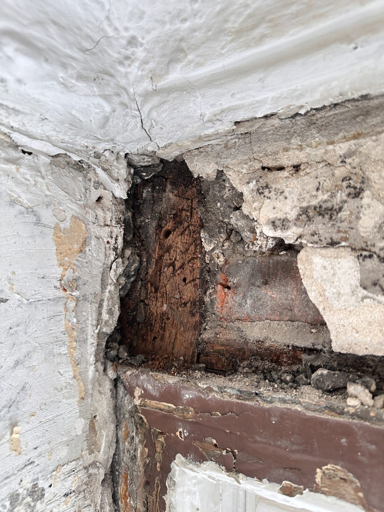 Braunfäule und Nagekäfer Schaden an Eichenholzsturz im Fachwerk – freigelegtes Holz mit Pilzbefall und Fraßspuren des Bunten Nagekäfers