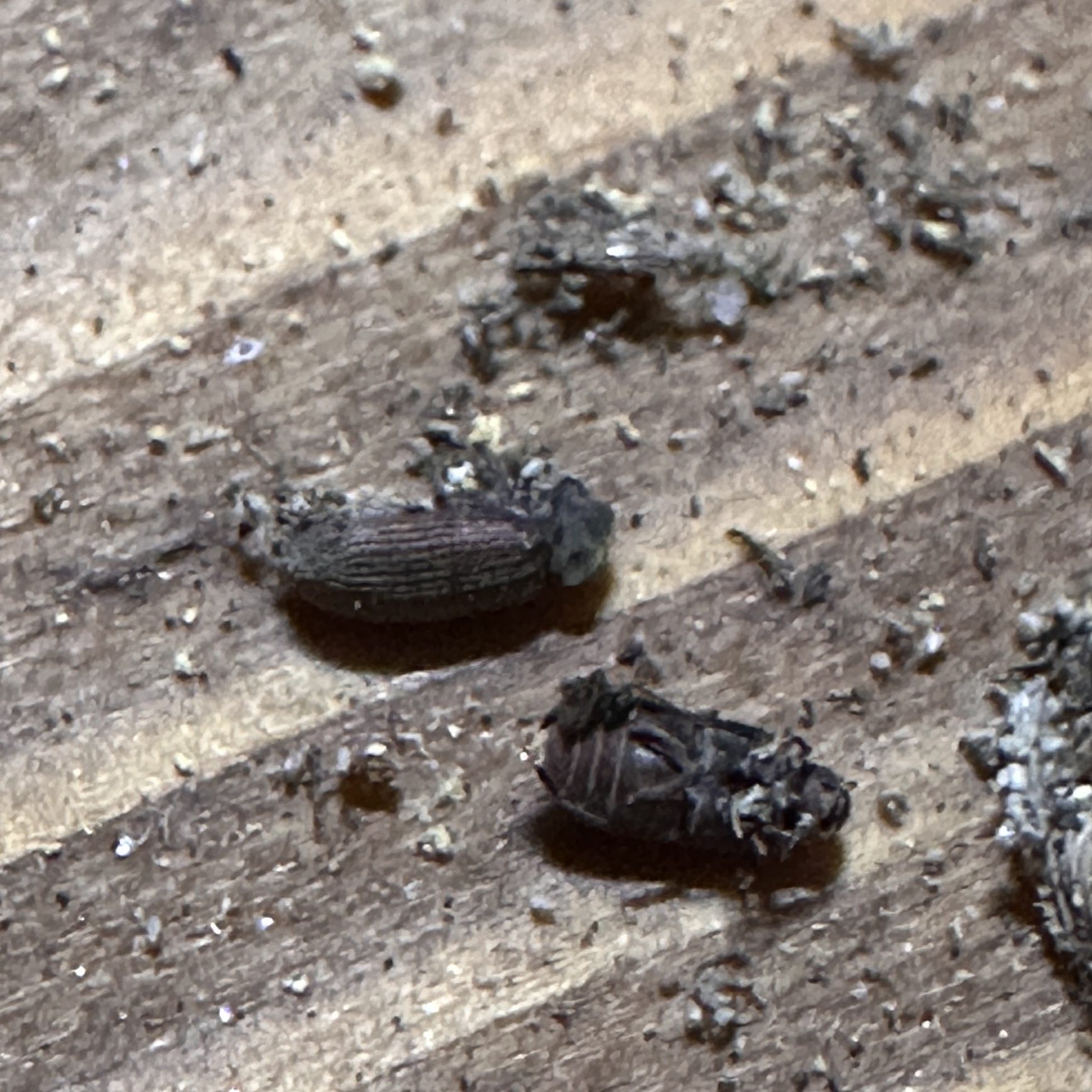 Gewöhnlicher Nagekäfer Vollinsekten Anobium punctatum