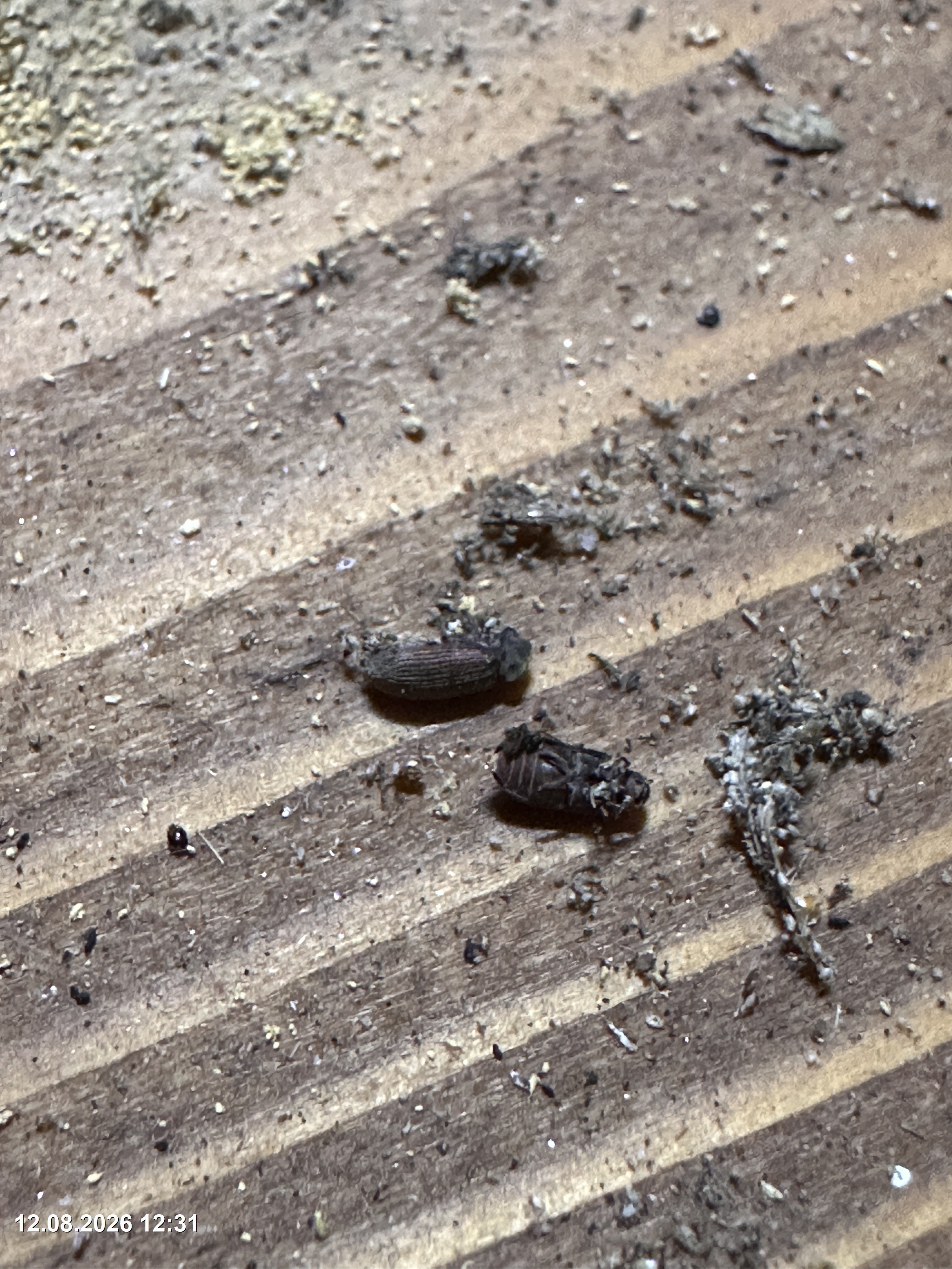 Gewöhnlicher Nagekäfer: Den „Holzwurm" erkennen und richtig einschätzen