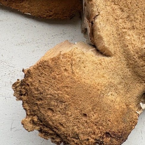 Fruchtkörper vom Blättling Hausfäulepilze