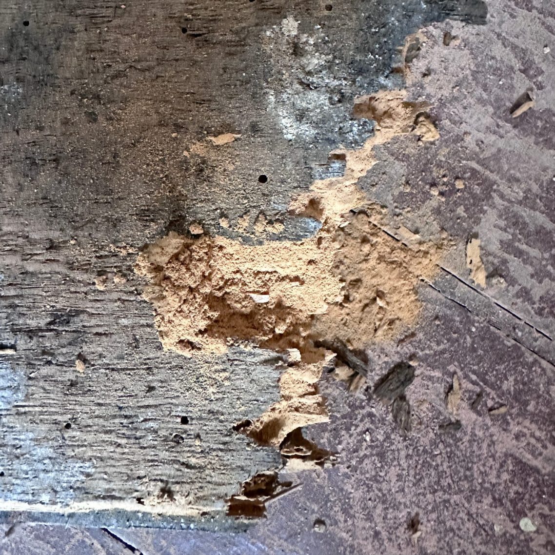 Schäden durch gewöhnlicher Nagekäfer Holzzerstörende Insekten